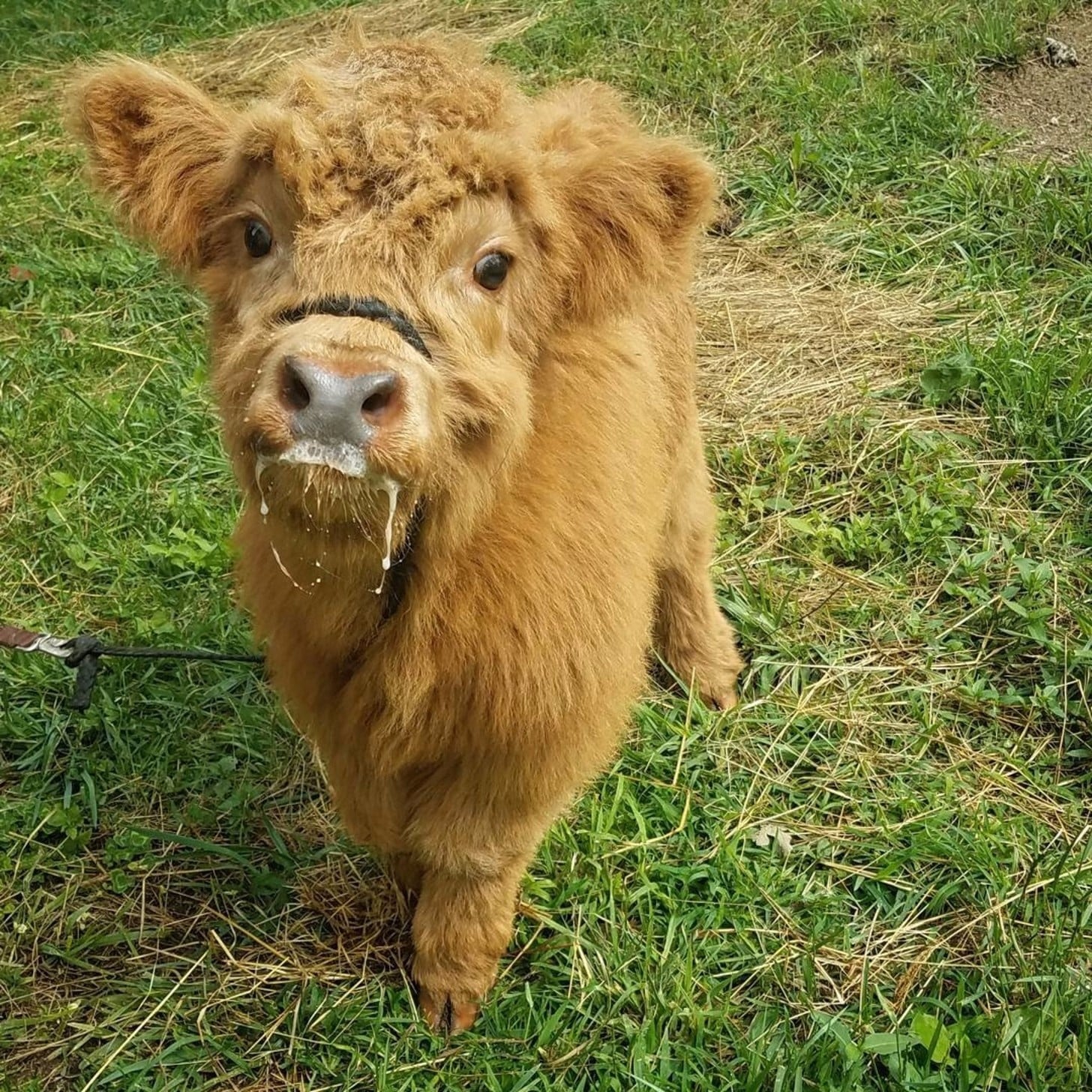 female highland cow