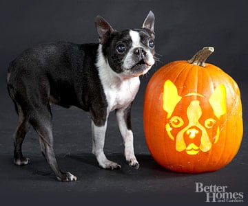 Image result for dog Pumpkin Carving