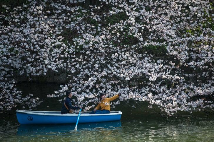 Japan Cherry Blossom Photos 2018 Popsugar News