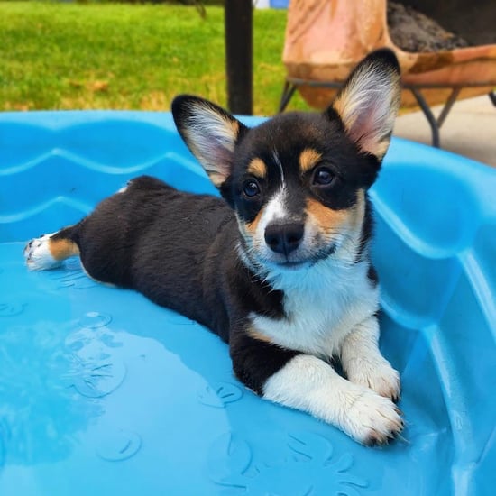 Cute Pictures of Corgis