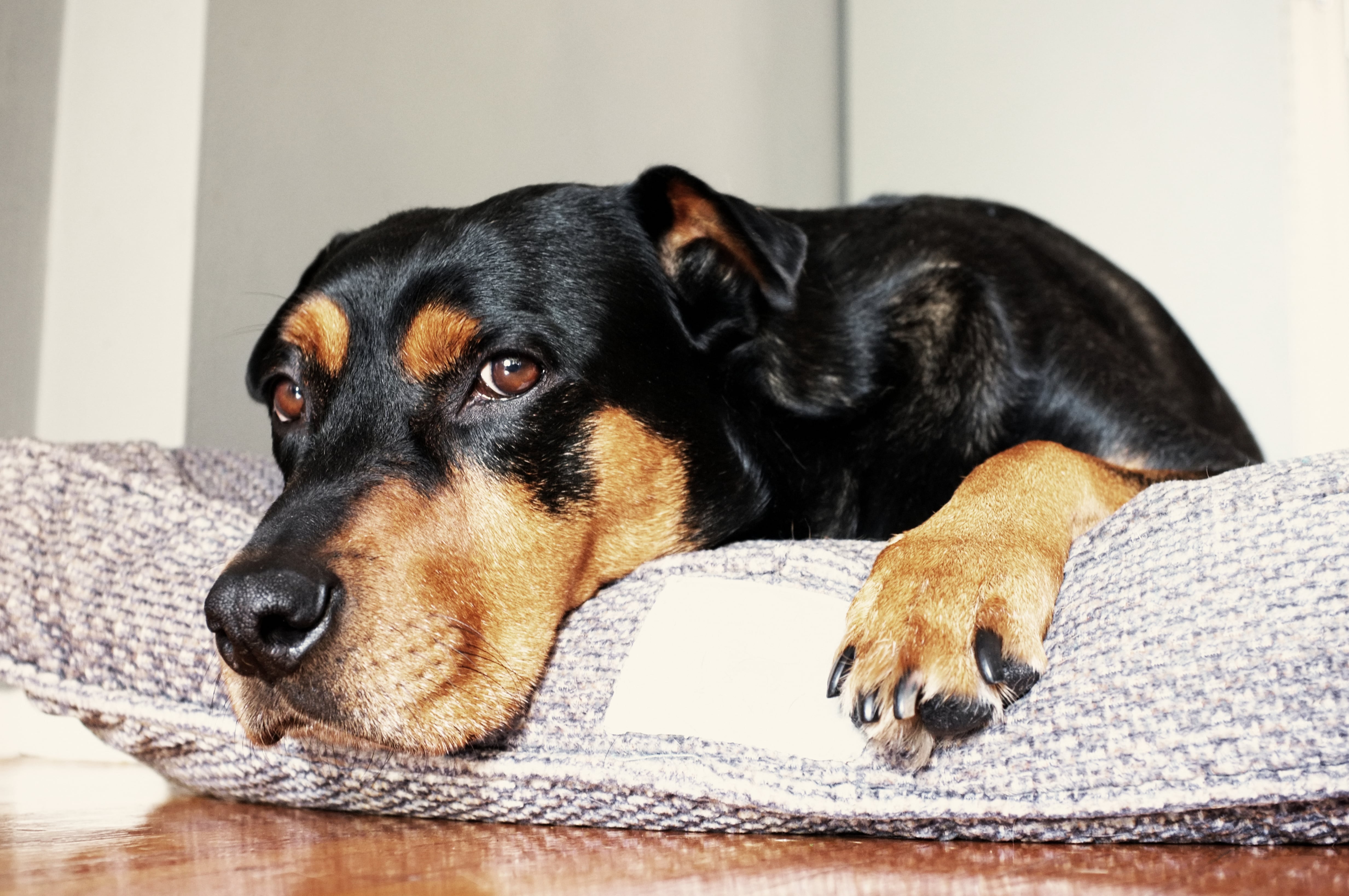 Why Does My Dog Scratch at Their Bed? POPSUGAR Pets