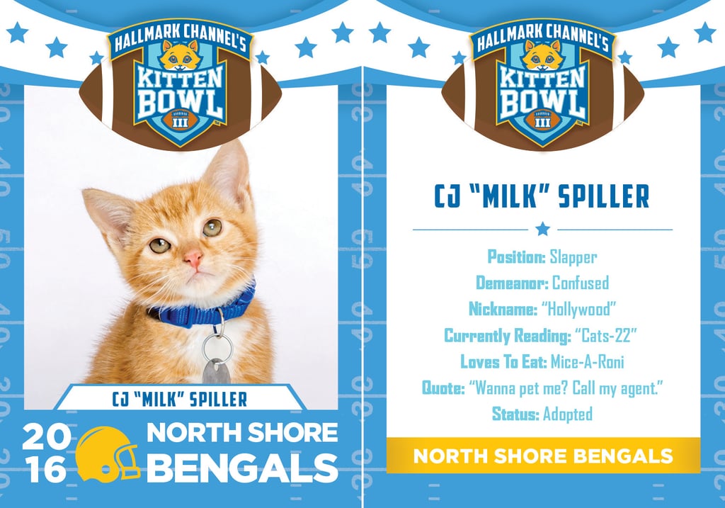 Kitten Bowl 2016