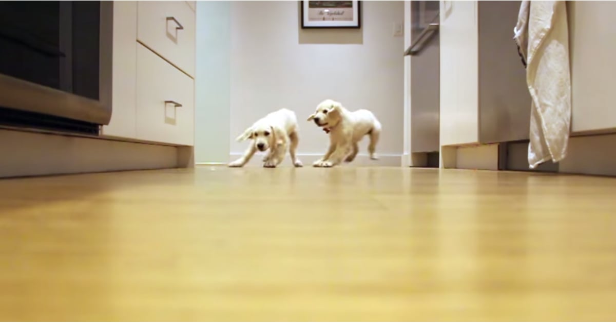 Golden Retriever Dogs TimeLapse Video POPSUGAR Pets