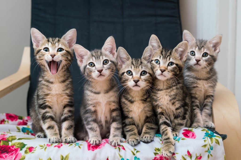 Photos of Kittens