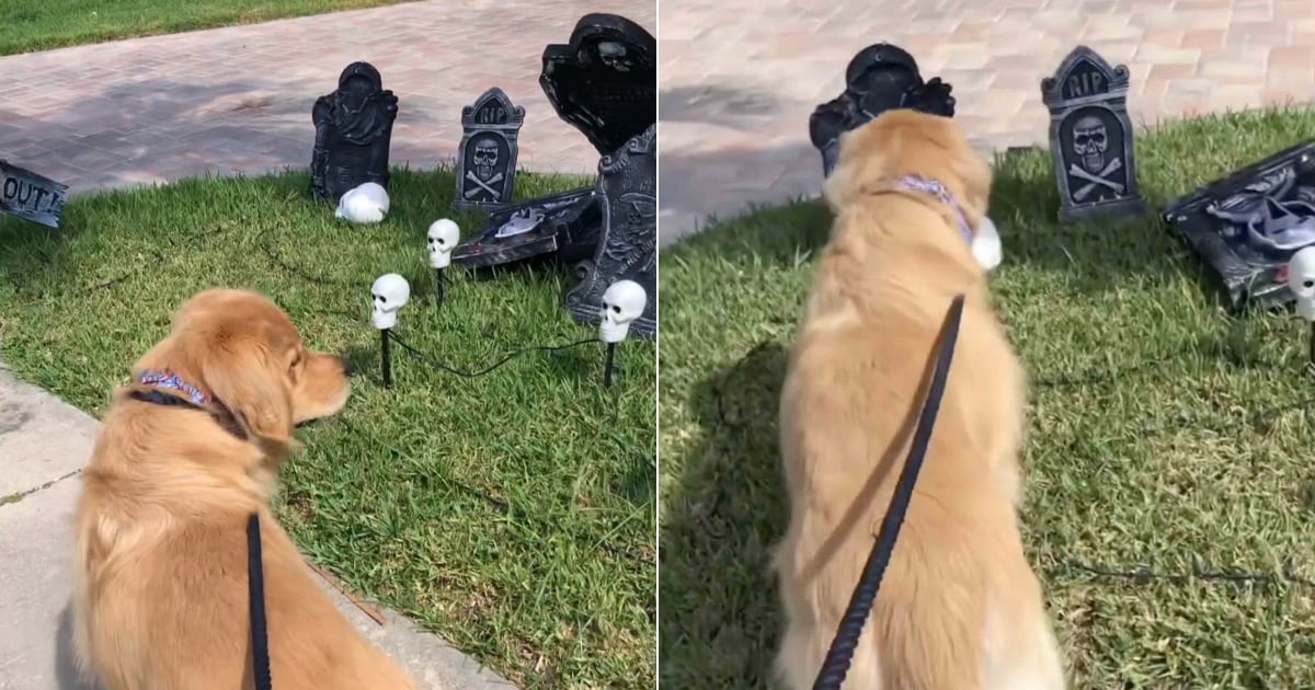 Video of a Golden Retriever Scared of Halloween Decorations PS Pets