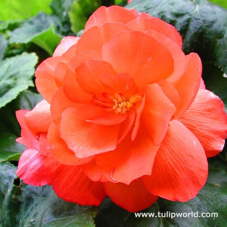 Begonia