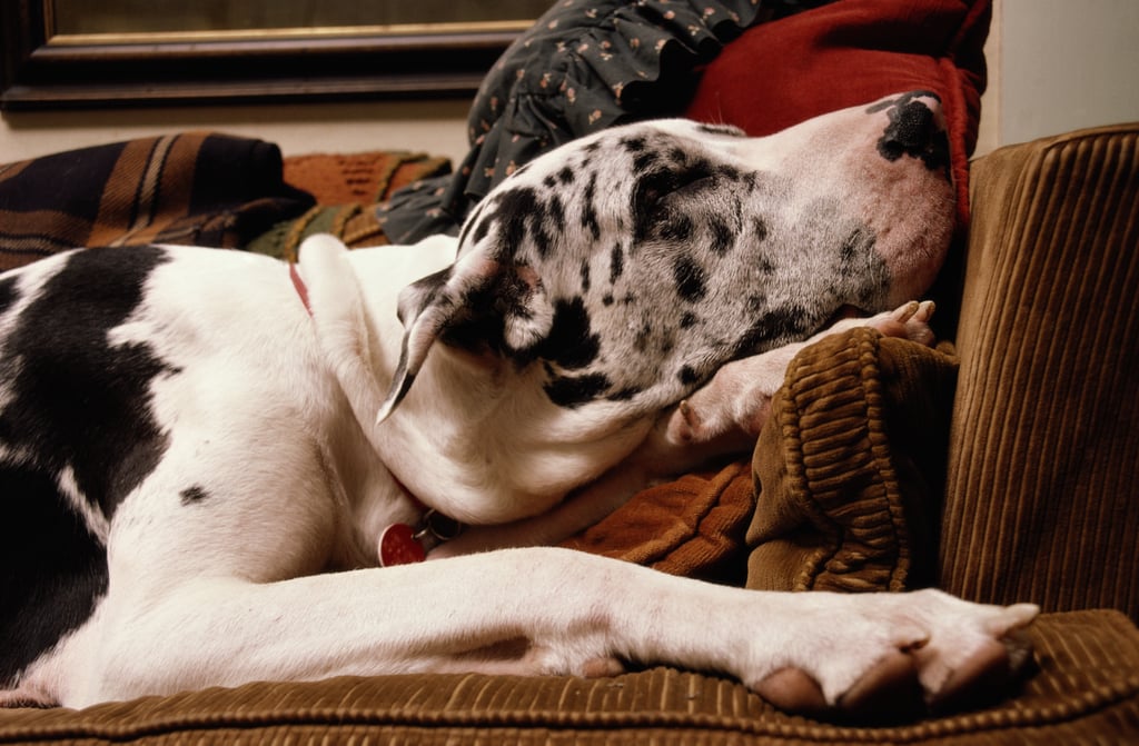 Cute Pictures of Great Danes