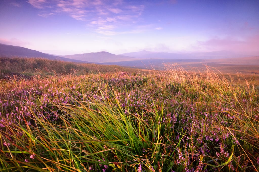 Wicklow