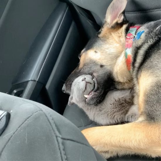 Video of Cat Sleeping in a Dog's Mouth