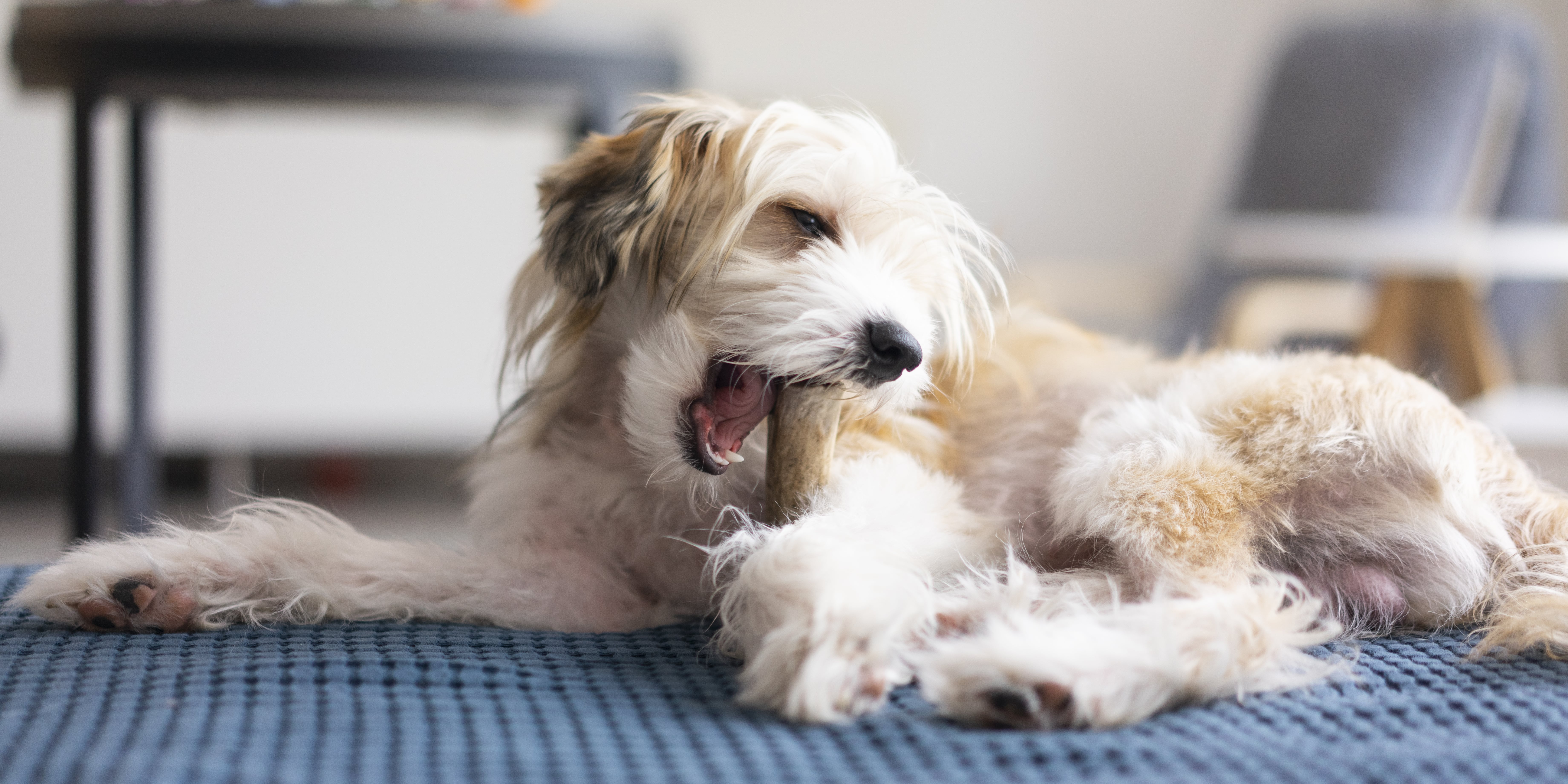 Giving dogs 2025 raw bones