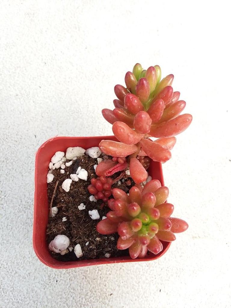 Sedum Rubrotinctum