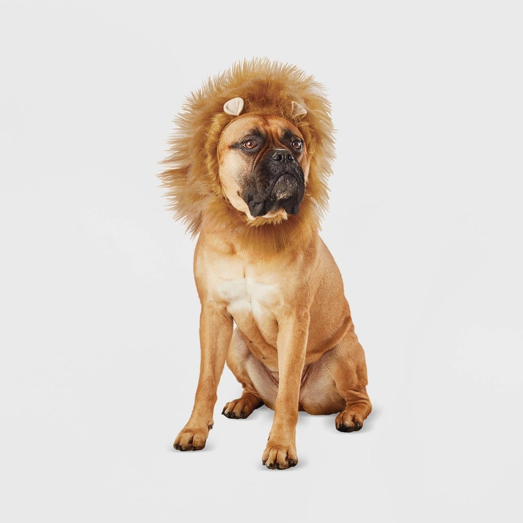 A Fierce Yet Adorable Look: Hyde & EEK! Boutique Lion Ruff Dog and Cat Headwear