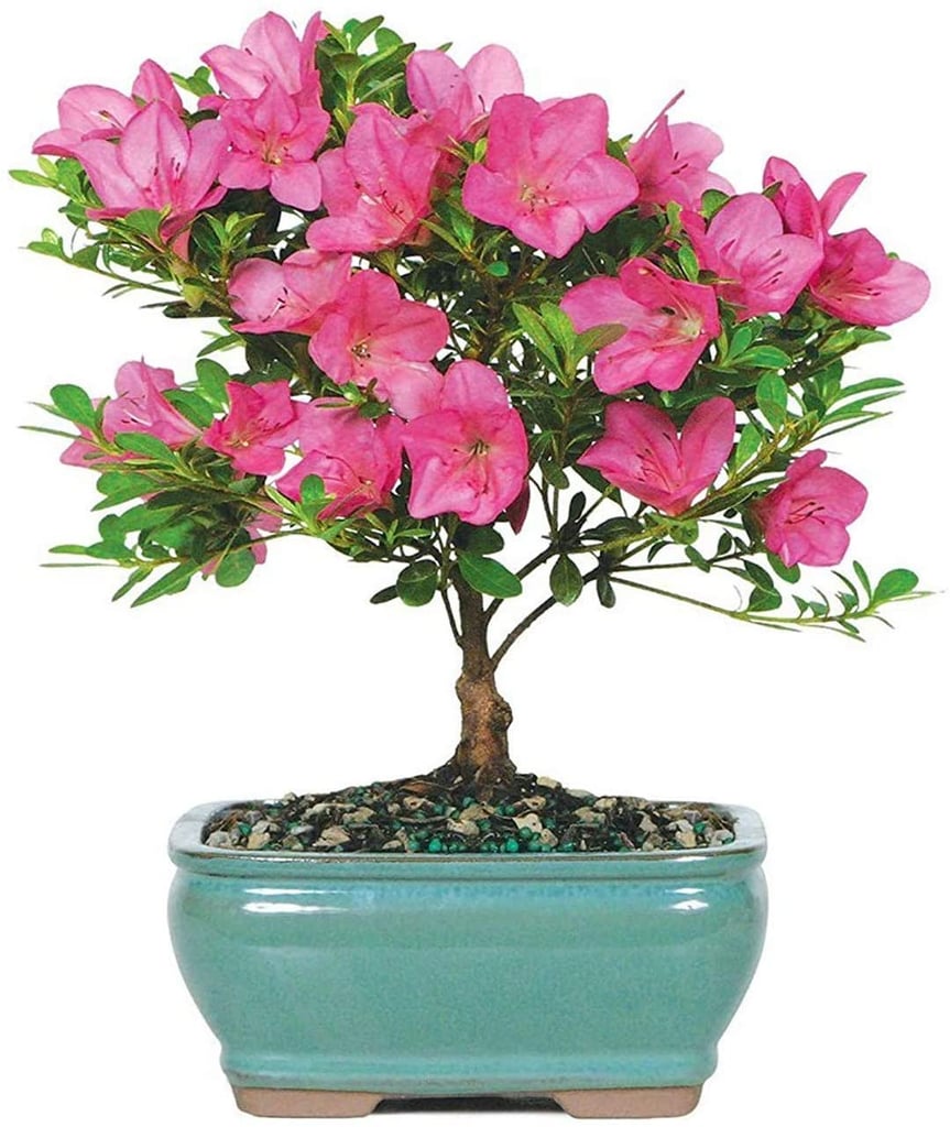 Brussel's Bonsai Live Satsuki Azalea Bonsai Tree