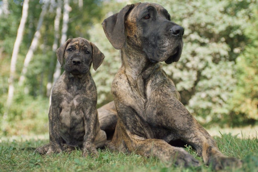 Cute Pictures of Great Danes