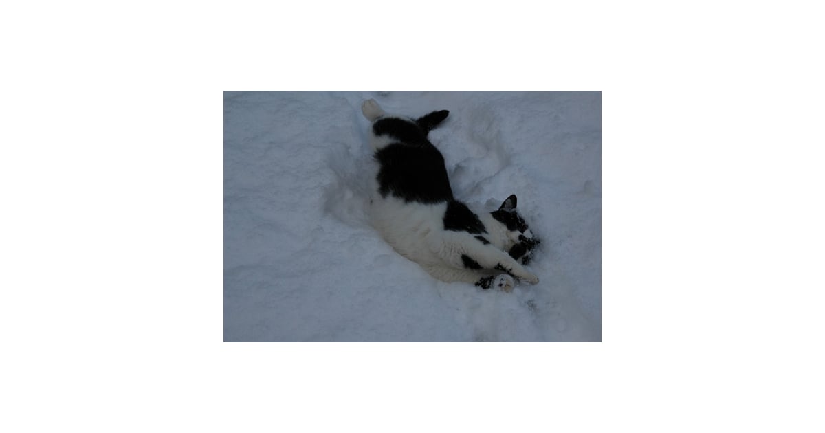 Do Cats Like The Snow Popsugar Pets
