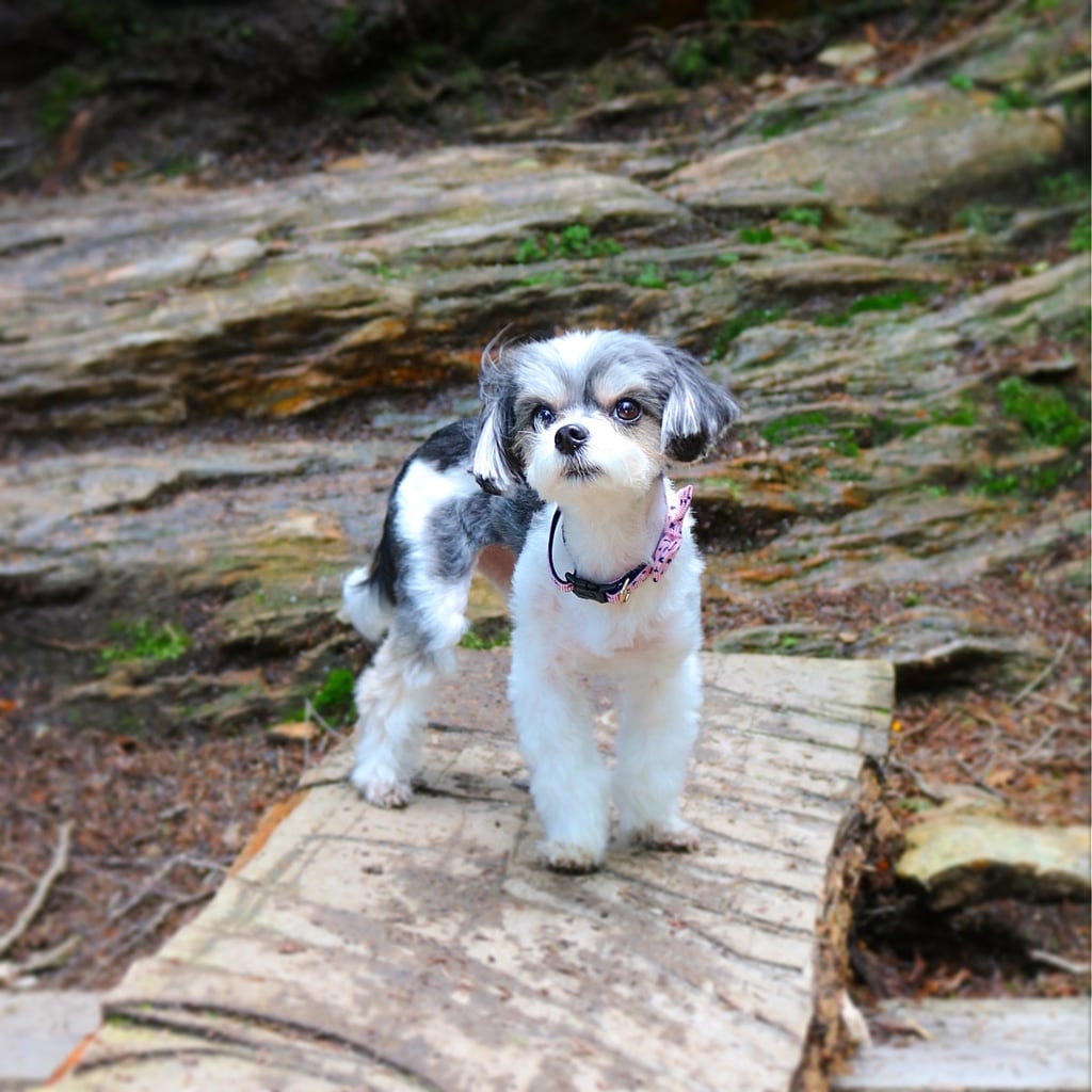 Accompany your human on a hike to the top of Mount Greylock! The hiking trails and top of the mountain/picnic area are all pet friendly! I met many friends on my hike and found lots of photo opps!