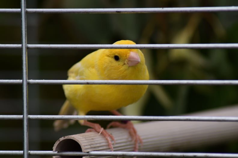 Finch