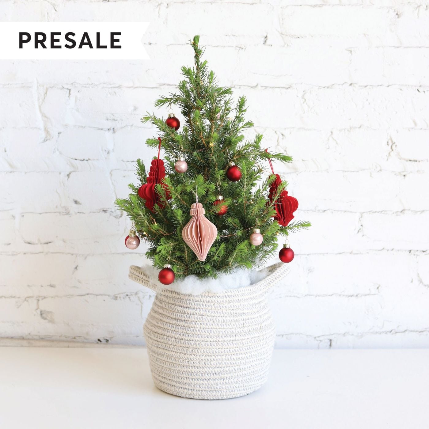 Best Live Tabletop Christmas Trees 2019 Popsugar Home