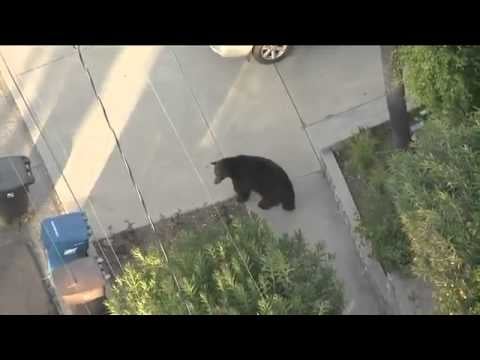 You could walk smack-dab into a bear.