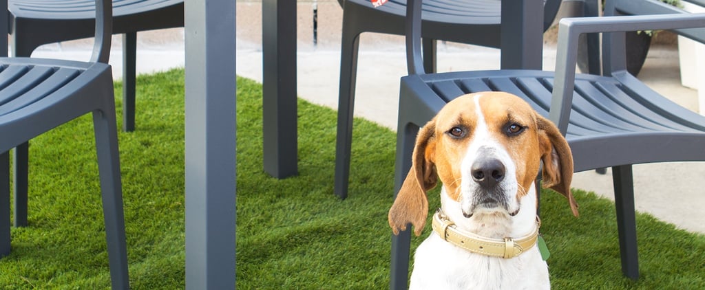 Stunning Grass Alternatives For Your Yard