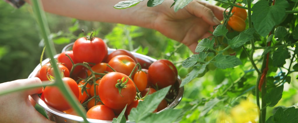 如何种植和生长番茄植物吗