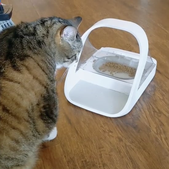 Tricks to Help Your Cat Lose Weight From TikTok