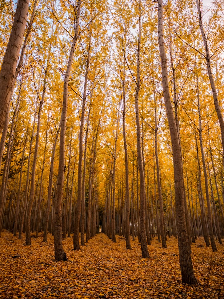 Fall iPhone Wallpaper | Best iOS 14 Wallpaper Ideas For ...