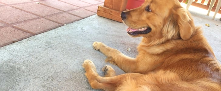 Golden Retriever With Braided Tail | POPSUGAR Beauty