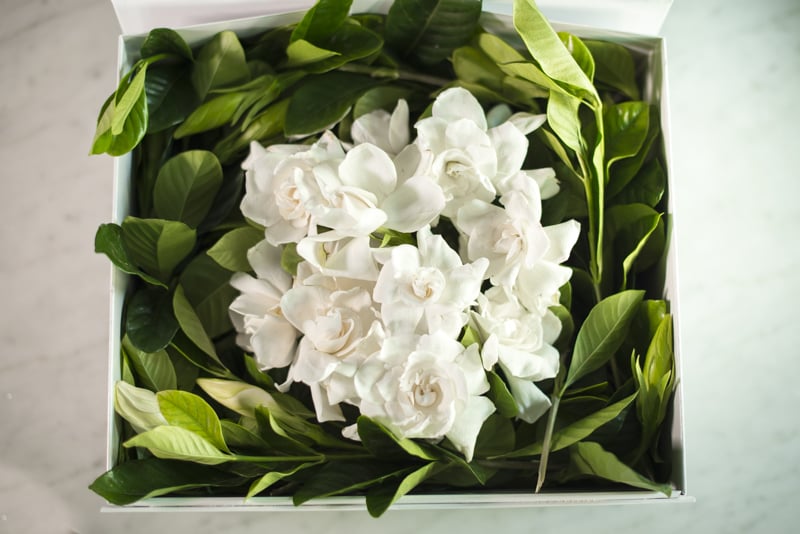 Vine & Bloom Box