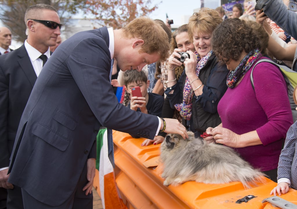 Prince Harry With Dogs Pictures