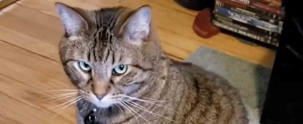 Hilarious Sad Cat Diary TikTok Video of Hungry Cat