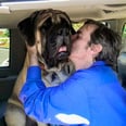 Man in Recovery Who Had to Give Up His Dog Has Emotional Moment With Therapy Dog