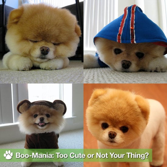 Pictures Of Boo The Cute Pomeranian Popsugar Pets