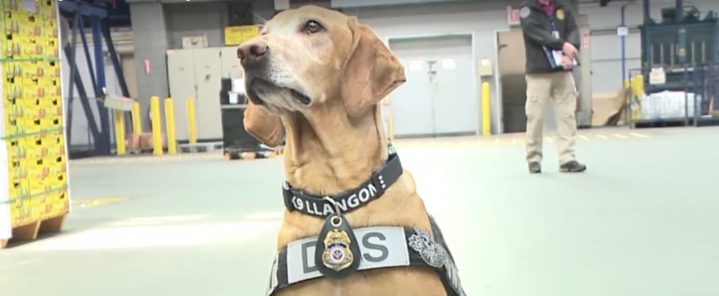 Bomb-Sniffing Dogs Up For Adoption