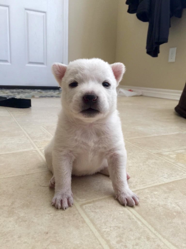A polar bear