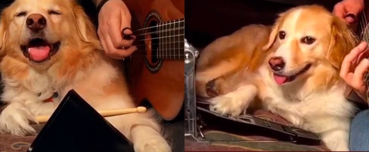 Maple the Dog Playing Instruments Video
