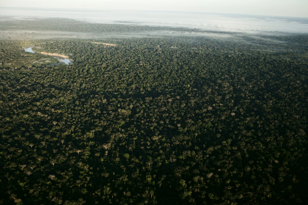 Photos of Amazon Rainforest