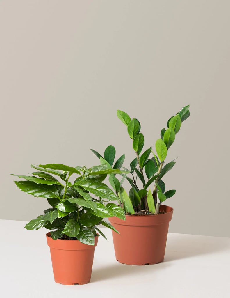 Best Plants on Sale: The Sill Day & Night Bundle