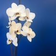 Bet You Didn't Know You Could Rebloom Your Orchid With This Pantry Staple