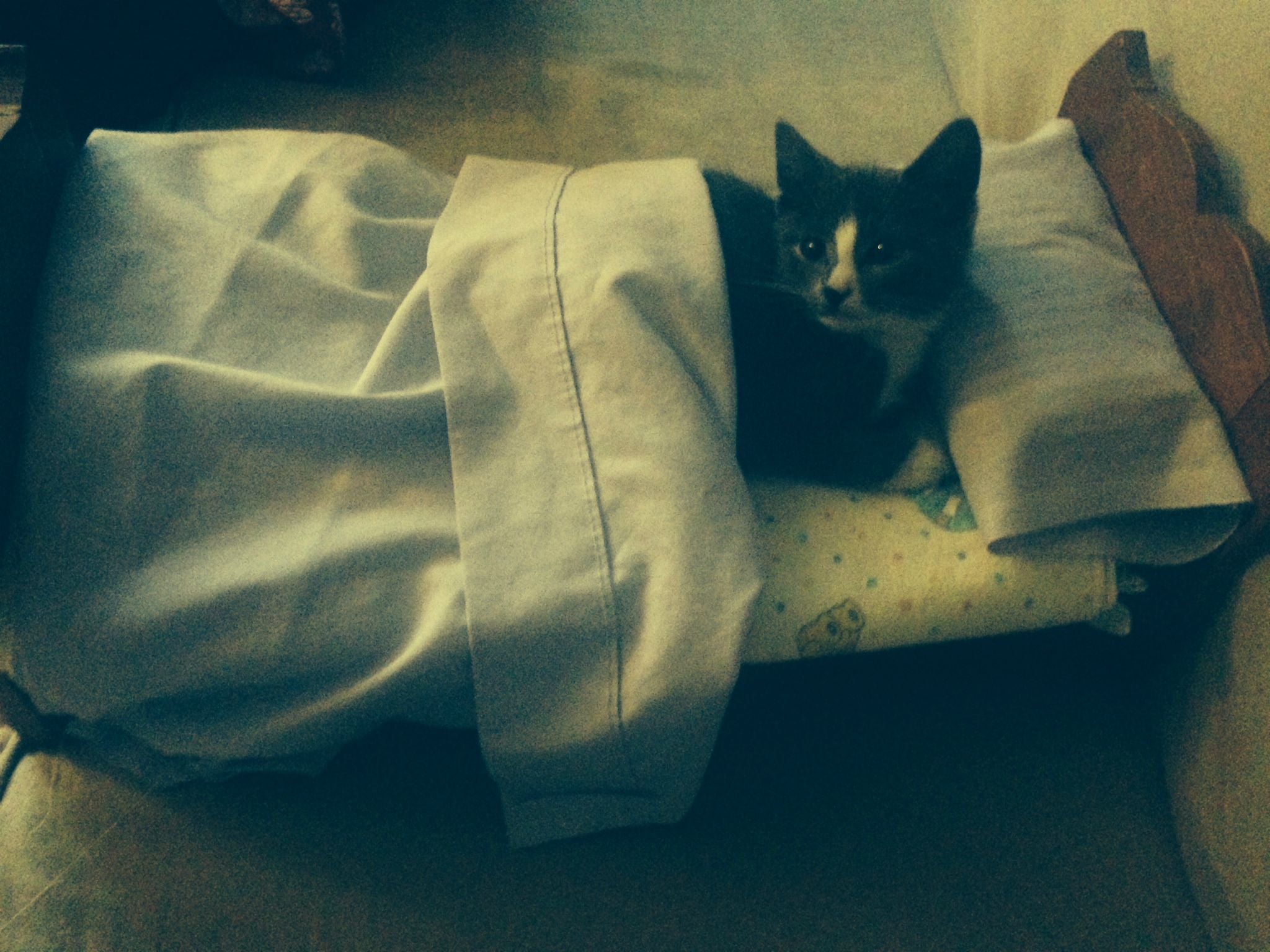 american girl kitten