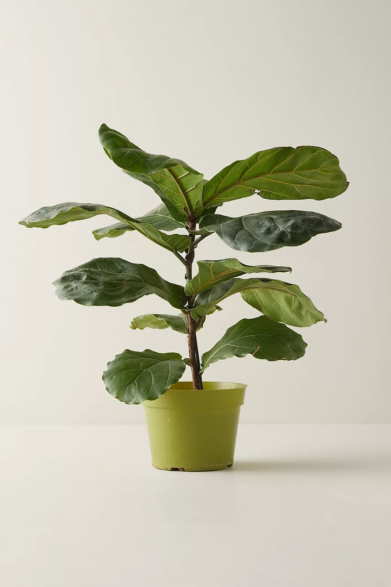 A Live Plant: Fiddle Leaf Fig Plant