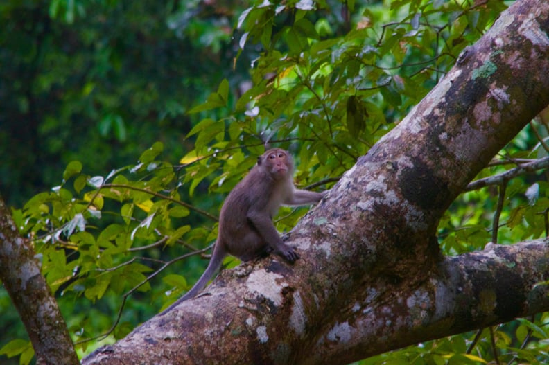 Watch the monkeys play right outside your front door