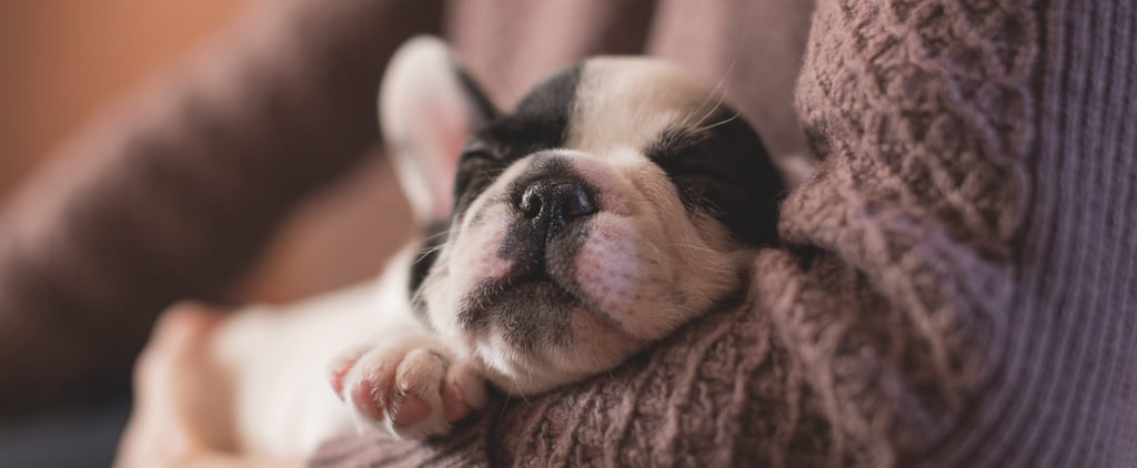 15 Ways Having a Puppy Is NOT Like Having a Baby, Even a Little Bit