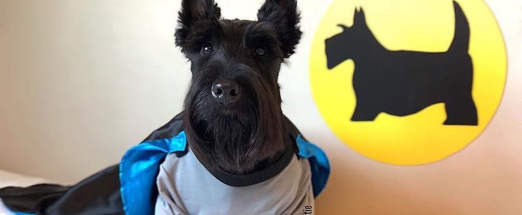 Angus the Scottish Terrier in Costumes