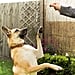 Expert-Recommended Dog-Training Treats