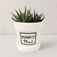 There Are a Bunch of Schitt's Creek Planters on Etsy, and We're a Little Bit Excited