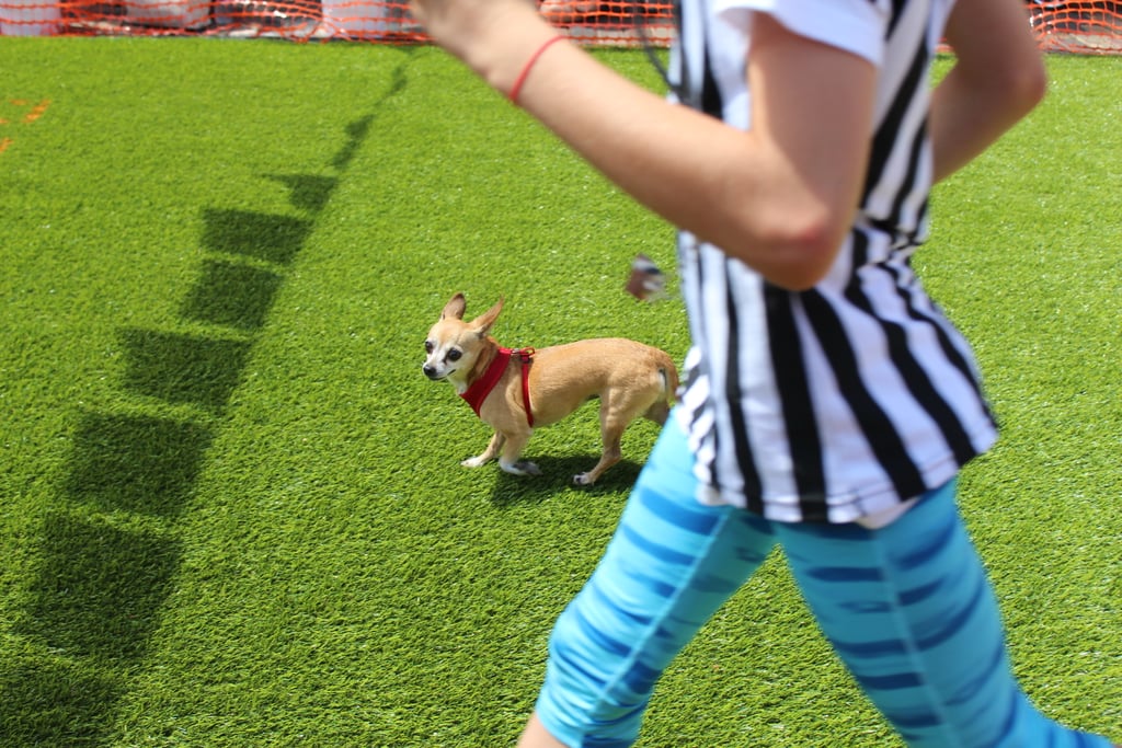 Running of the Chihuahuas in Winter Park, FL