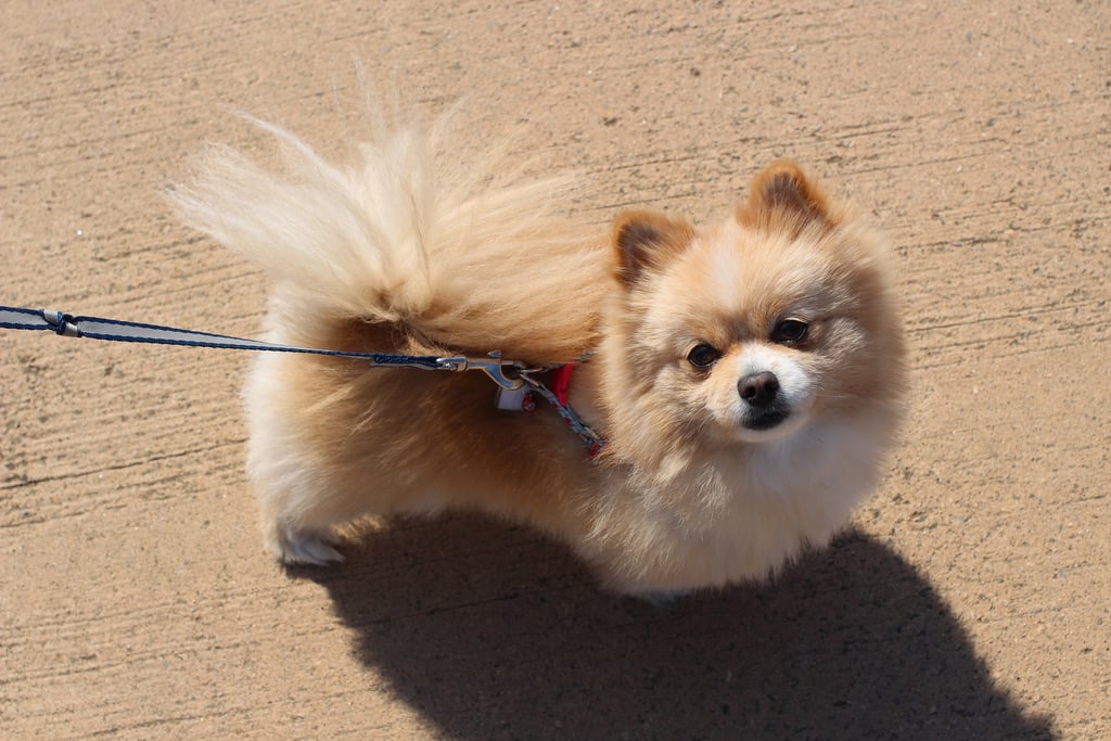 most beautiful pomeranian