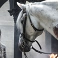 Confused About the White Horse on Game of Thrones? Here's What It Could Mean