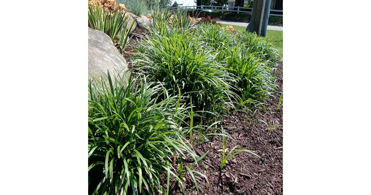 Lily Turf Best Houseplants For Air Quality POPSUGAR Home Photo 10